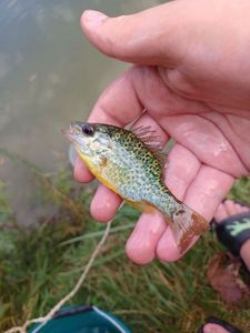 Pumpkinseed