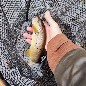Brown Trout