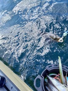 Ballan Wrasse