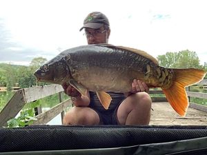 Mirror Carp