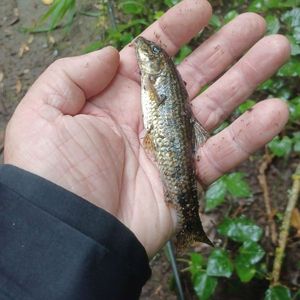Gudgeon