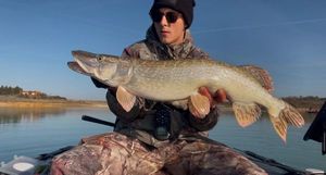 Northern Pike