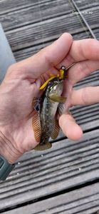 Round Goby