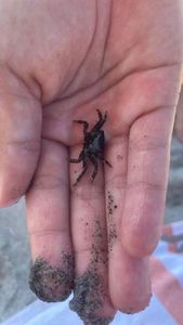 Warty Crab