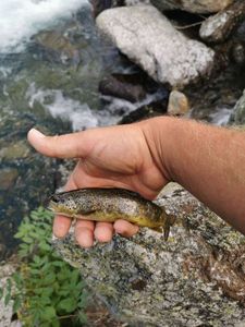 Brown Trout