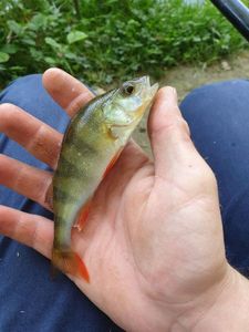 European Perch