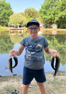 Rainbow Trout