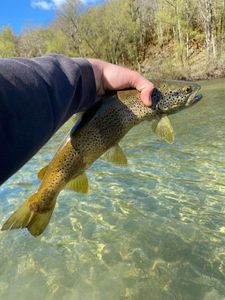 Brown Trout