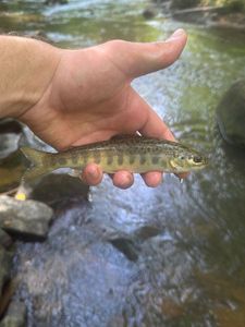 Atlantic Salmon (Juvenile)