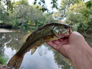 Largemouth Bass