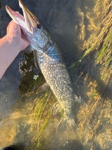 Northern Pike