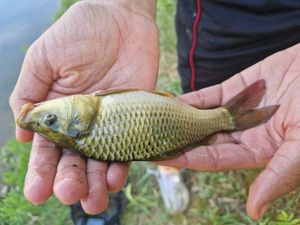 Crucian Carp