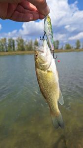 Largemouth Bass