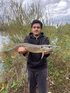Northern Pike