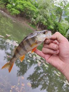 European Perch