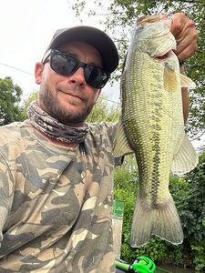 Largemouth Bass