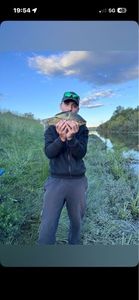 Crucian Carp