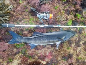 European Bass (Seabass)