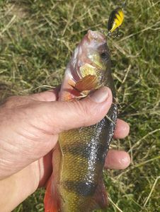 European Perch