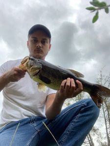 Largemouth Bass