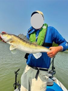 Zander