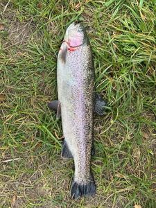 Rainbow Trout