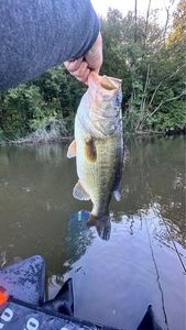 Largemouth Bass
