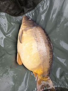 Mirror Carp