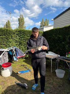 European Bass (Seabass)