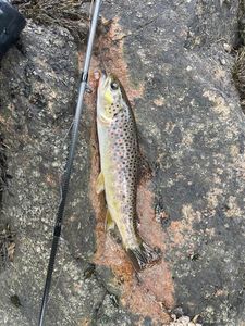 Brown Trout