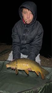 Common Carp