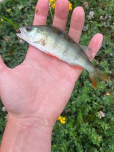 European Perch