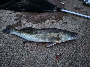 Zander