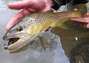 Brown Trout