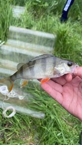 European Perch