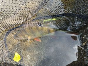 European Perch