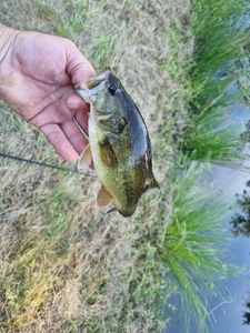 Largemouth Bass