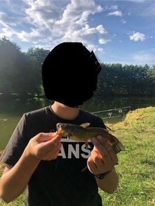 Black Bullhead
