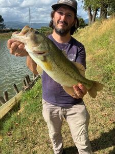 Largemouth Bass