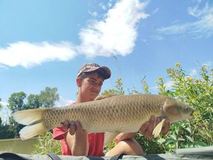 Grass Carp