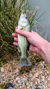 Largemouth Bass