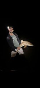 Blacktip Reef Shark