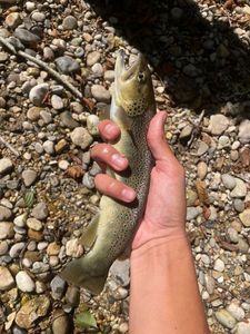 Brown Trout