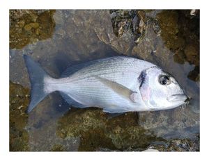 Gilthead Seabream
