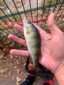 European Perch