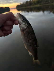 Fallfish