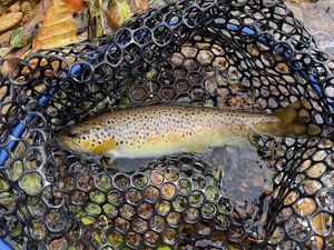 Brown Trout