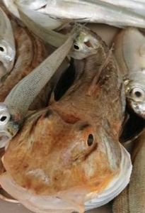 Flying Gurnard