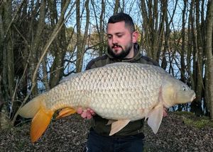 Common Carp