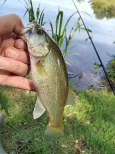 Largemouth Bass